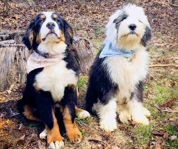 Sheepadoodle and Bernedoodle Puppies in Tennessee