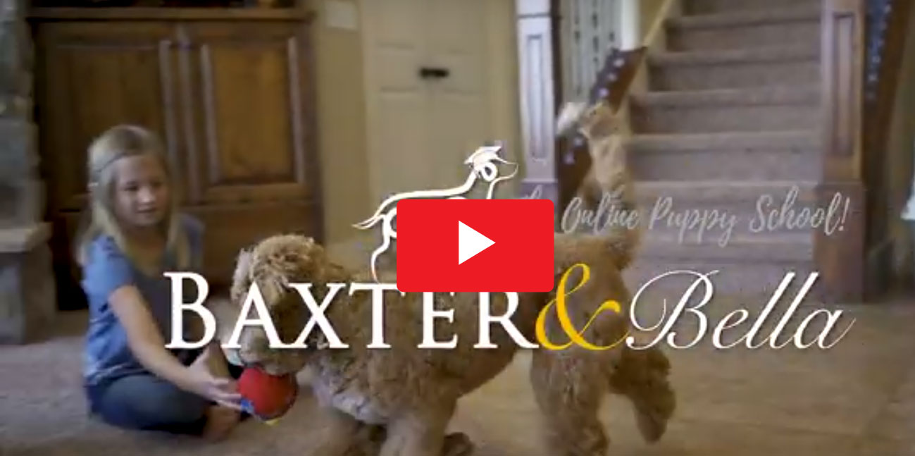 Baxter and Bella Training Video