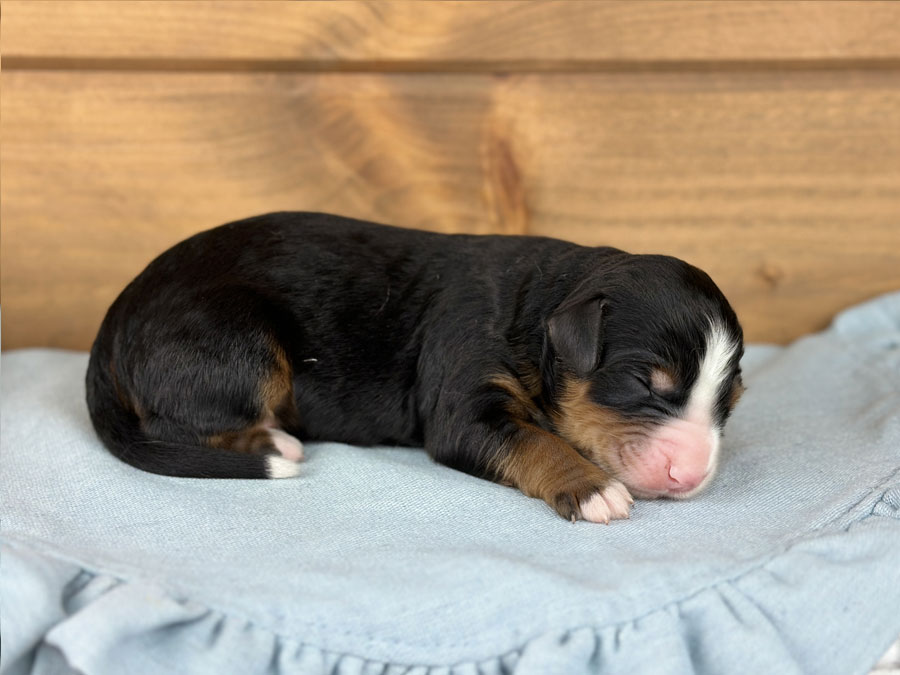 Available Bernedoodle Puppies in Tennessee | Tri-Color Bernedoodle ...