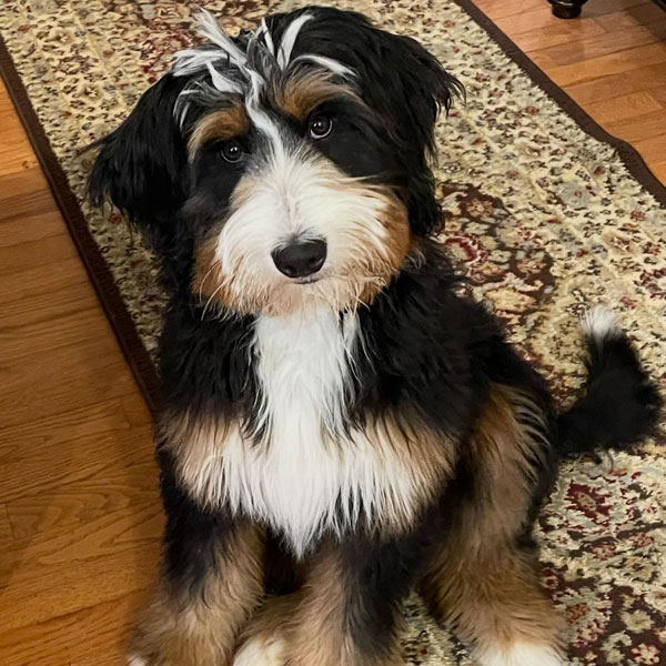 Charlie - Ultra Bernedoodle 