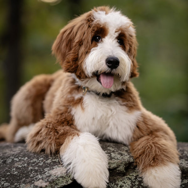 Bernedoodle