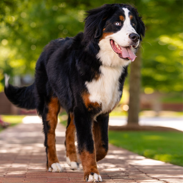 AKC Bernese Mountain Dog