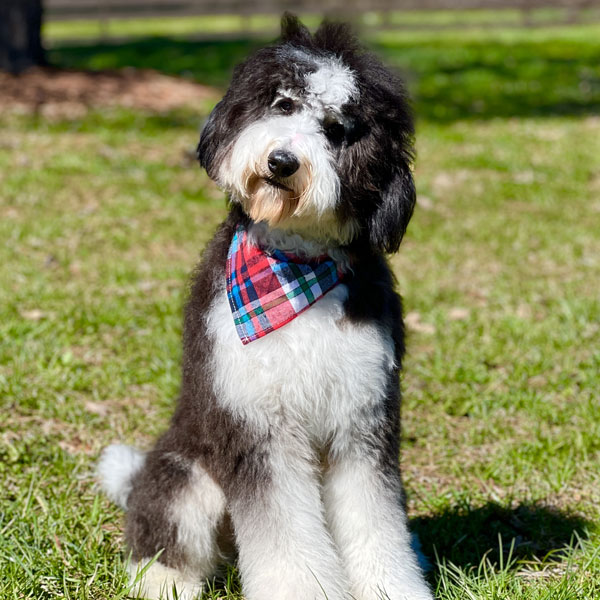 Available Bernedoodle Puppies in Tennessee | Tri-Color Bernedoodle ...