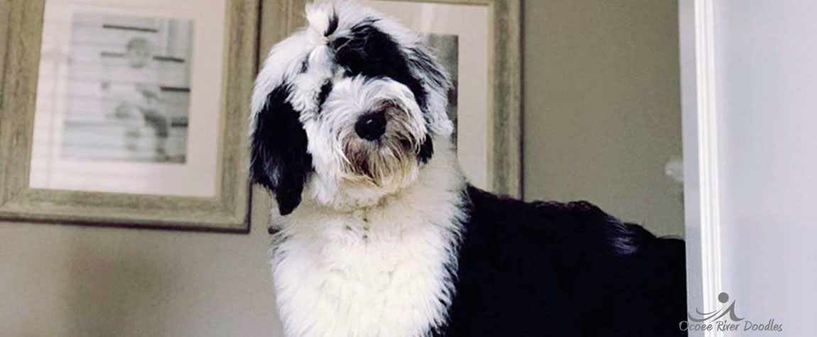 Sheepadoodle Puppy for Sale