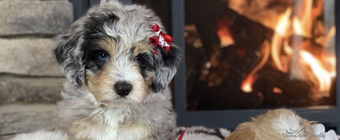 Bernedoodle Puppy for Sale