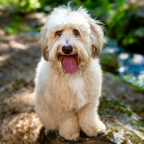 Riley Mini Teddy Bear Bernedoodle