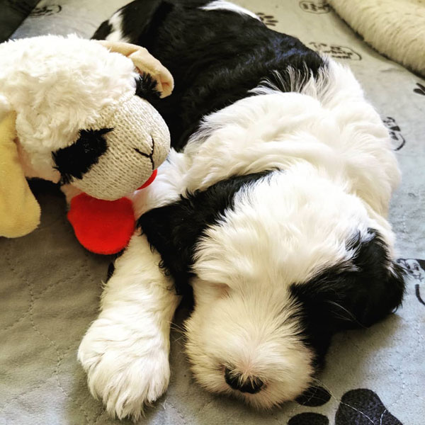 available sheepadoodle puppies