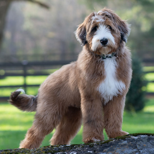 Bernedoodle and Sheepadoodle Dams and Sires by Ocoee River Doodles